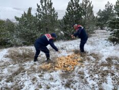 Jandarma’dan Sokak Hayvanlarına Şefkat Eli