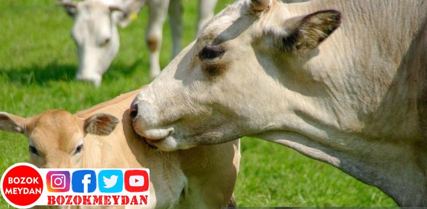 Yozgat’ta Hayvan Pazarları Şap Hastalığı Riskine Karşı Kapatıldı