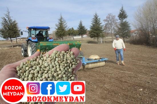 Yerli Yeşil Mercimek Üretimi Yaygınlaştırılıyor