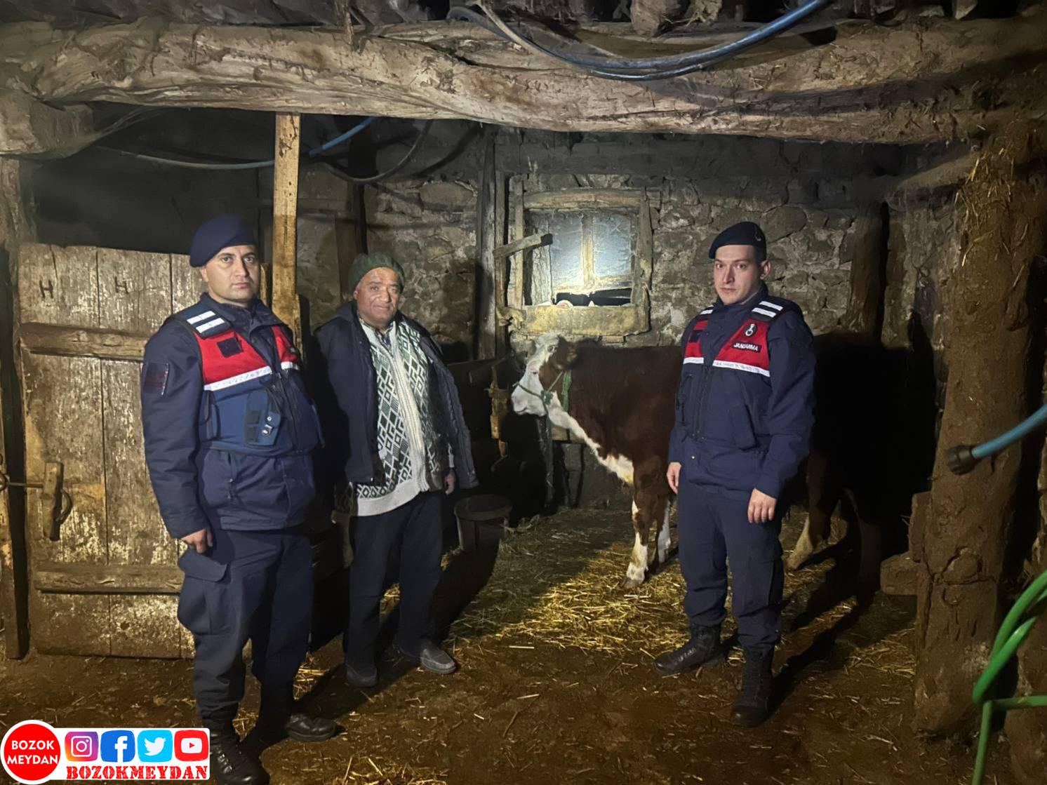 Kayıp Büyükbaş Hayvanlar Jandarma Tarafından Bulunarak Sahibine Teslim Edildi