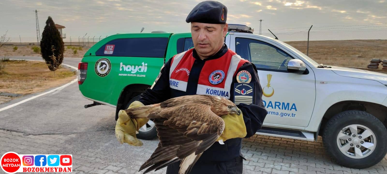 Yozgat’ta Yaralı Şahin Jandarma Tarafından Bulundu, Tedavi İçin Milli Parklar Müdürlüğüne Teslim Edildi