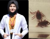 Uz. Dr. Dilek Yılmaz’dan Kene Uyarısı: “KKKA’ya Karşı Dikkatli Olun”
