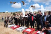 Yozgat’ta Bin Keklik Doğaya Salındı